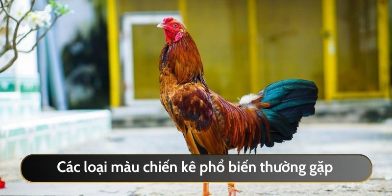 Các loại màu phổ biến thường gặp khi tham gia chơi cá cược