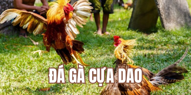 đá gà cựa dao