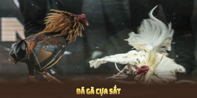 đá gà cựa sắt