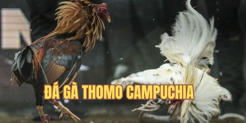 Đá gà Thomo Campuchia