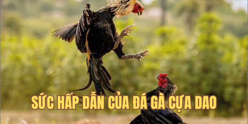 Giải mã sức hấp dẫn của những màn chiến gà cựa dao