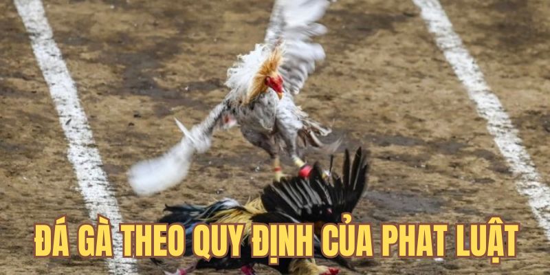 Quy định trong tựa game