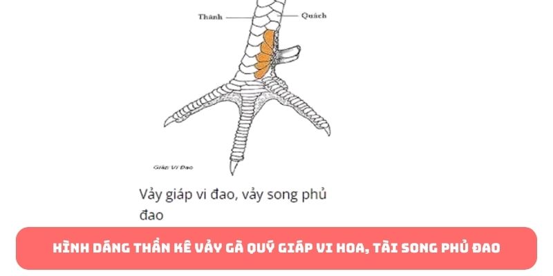 Hình dáng thần kê vảy gà quý giáp vi hoa, tài song phủ đao