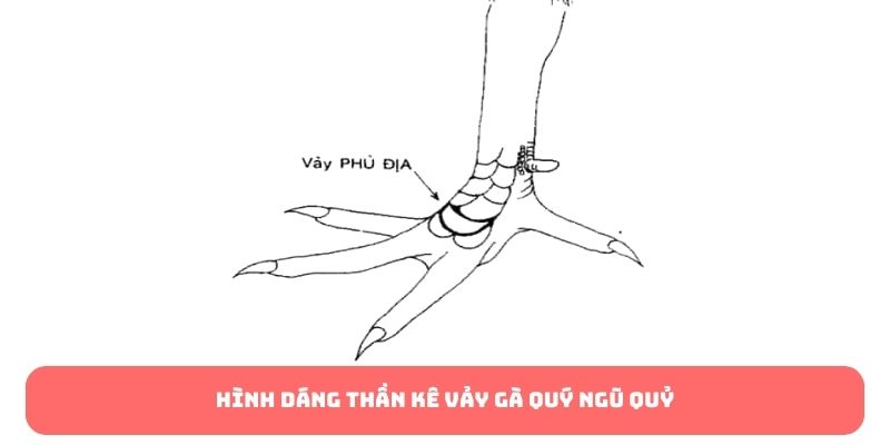 Hình dáng thần kê vảy gà quý ngũ quỷ