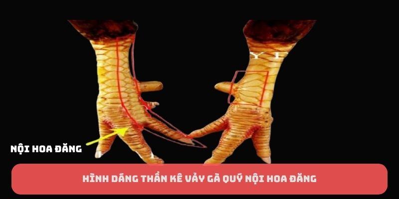 Hình dáng thần kê vảy gà quý nội hoa đăng