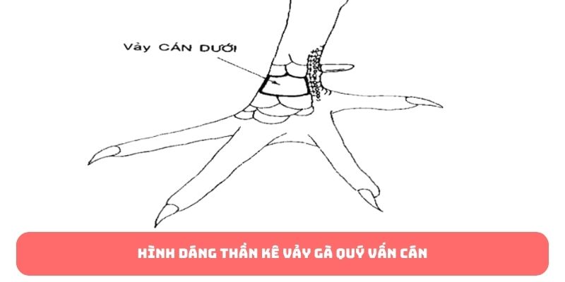 Hình dáng thần kê vảy gà quý vấn cán