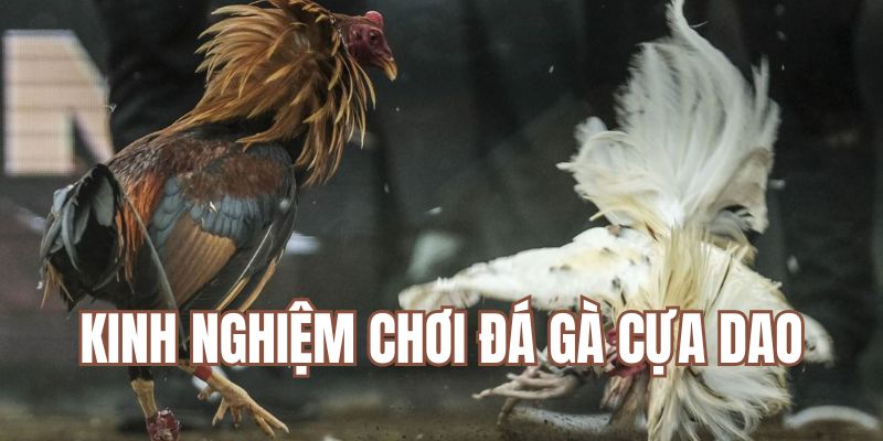 Kinh nghiệm chinh phục kèo cược đá gà cựa dao