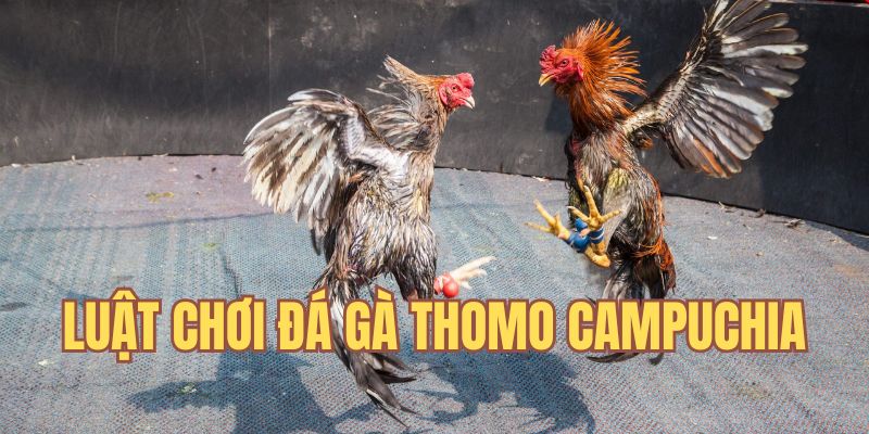 Luật chơi trong hoạt động cược đá gà Thomo Campuchia