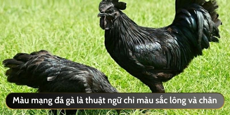 Màu mạng đá gà là thuật ngữ chỉ màu sắc lông và chân của chiến kê