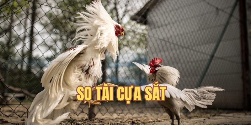 So tài cựa sắt