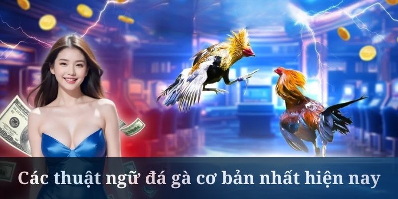 Thuật ngữ đá gà cơ bản là thông tin cần hiểu rõ