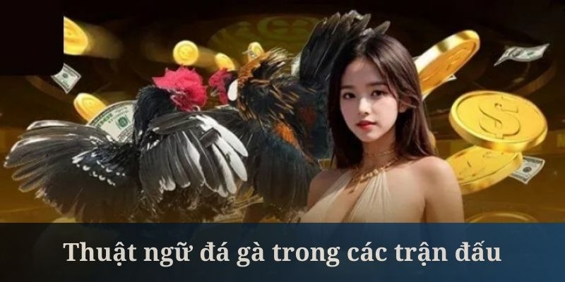 Thuật ngữ đá gà trong các trận đấu là thông tin nên nắm bắt